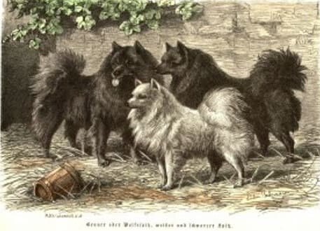The early black and white Spitz
