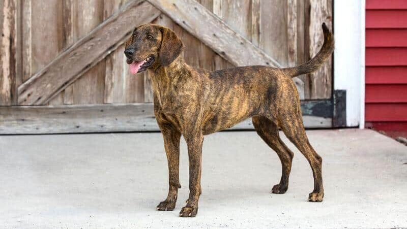 brindle plott hound standing outside a barn