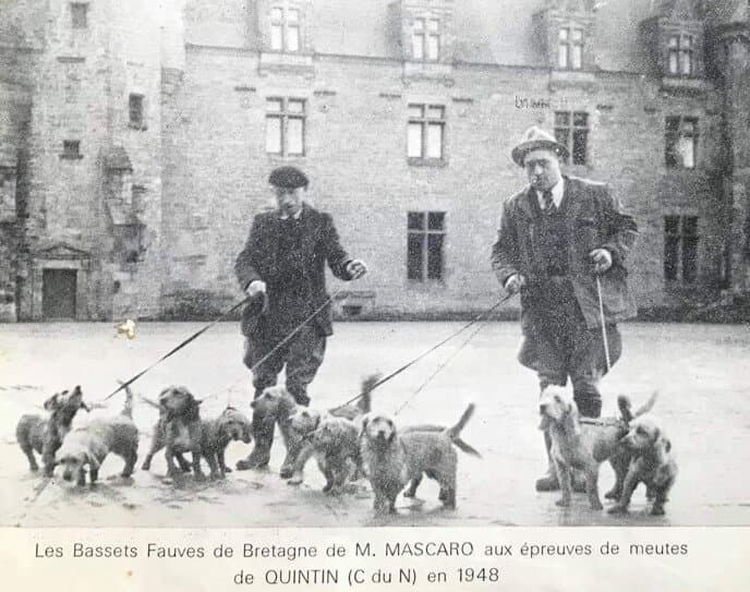 Black and white photograph of 2 men standing with 9 Basset Fauve de Bretagne dogs