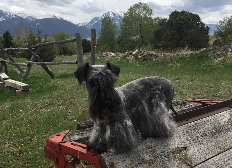 Cesky Terrier sitting on a cart outside
