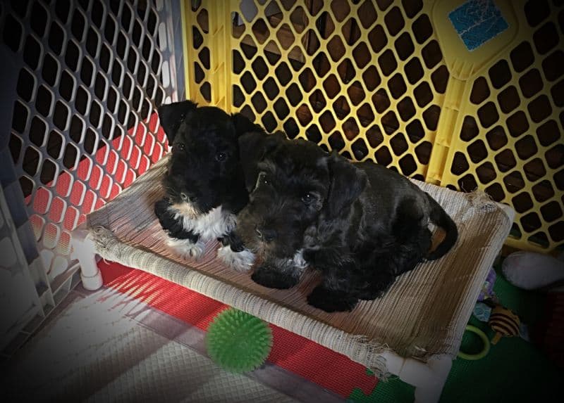 Julerr Cesky Terrier puppies