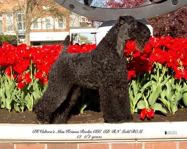 Krisma Kerry Blue Terrier Revlin