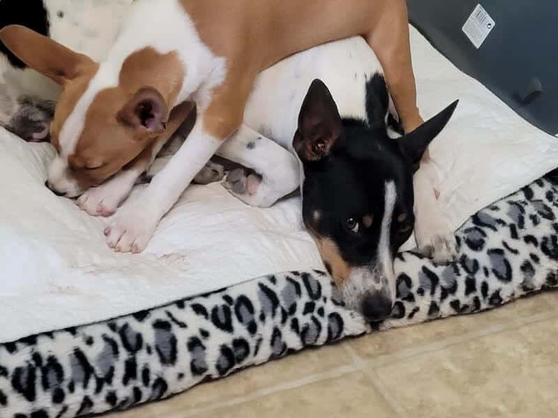 Riverdale Farm Rat Terriers