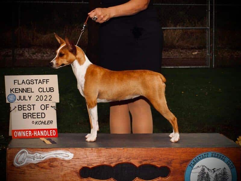 Riverdale Farm Rat Terrier shown on a podium winning Best of Breed