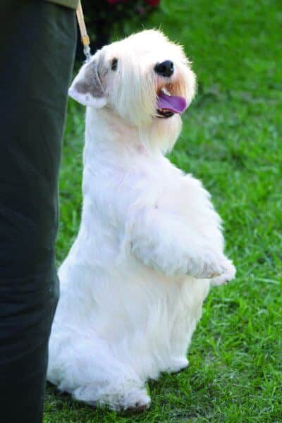 The Sealyham Terrier is a low entry breed that frequently stands out from the more popular breeds. Photo by Dan Sayers