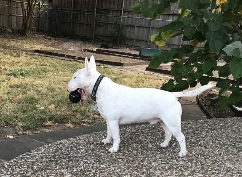 MacGyver bred by Crissy Brown-Stone of Brownstone Miniature Bull Terriers