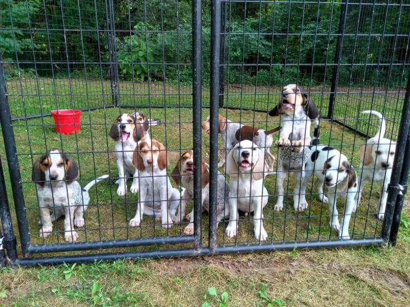 American English Coonhound Puppies
