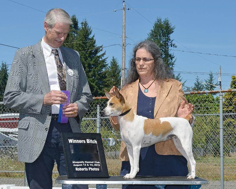 Rat Terrier Artemis Winners Bitch