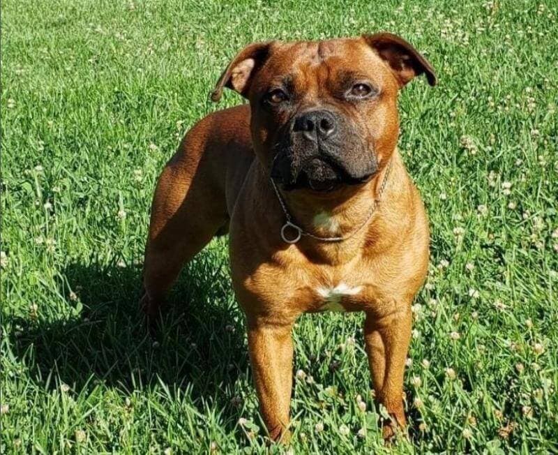 Felizstaffords Staffordshire Bull Terrier dog standing outside on the grass