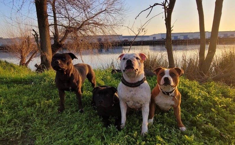 Sandra Mendoza's Felizstaffords - Staffordshire Bull Terriers