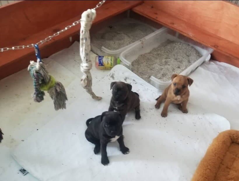 Felizstaffords Staffordshire Bull Terrier puppies