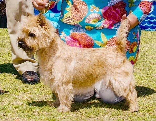 Stonehaven Cairn Terrier Marryme