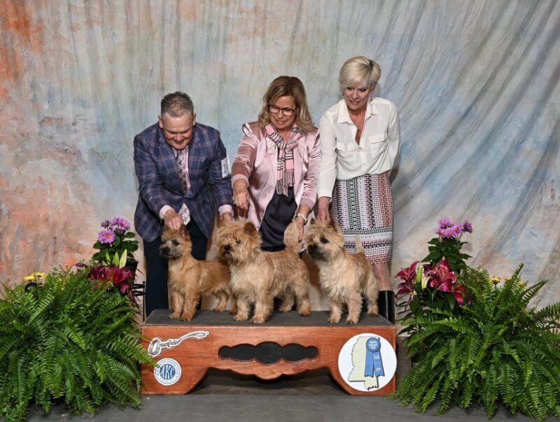 Stonehaven Cairn Terriers - Cathy Burleson