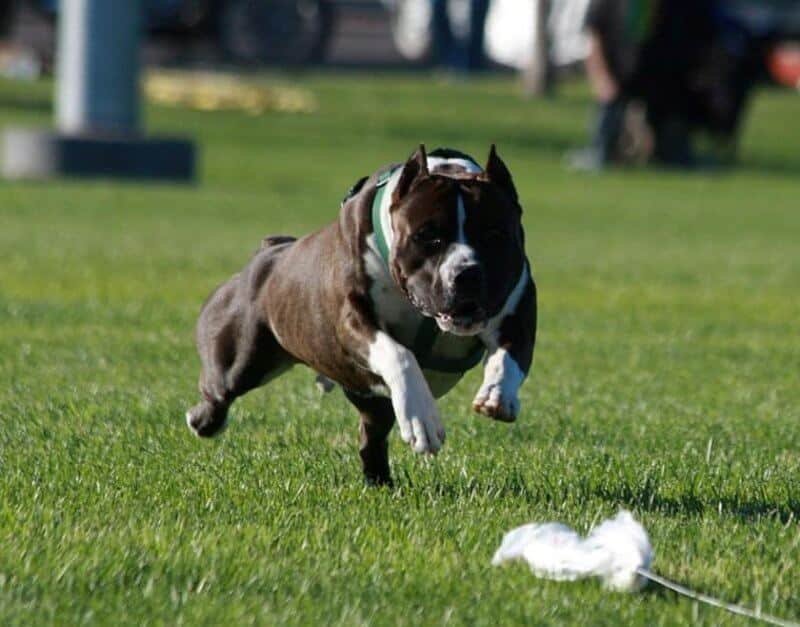 Nancy Hjelmstad's Sunset American Staffordshire Terrier