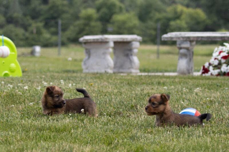 Temora Australian Terriers