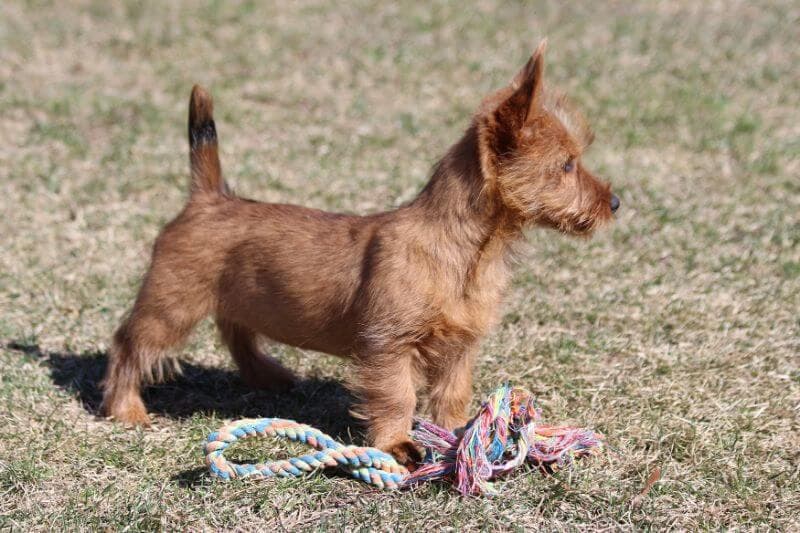 Julie Seaton's Australian Terrier