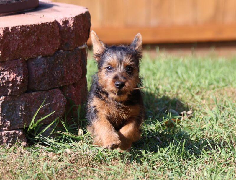 Julie Seaton's Australian Terrier