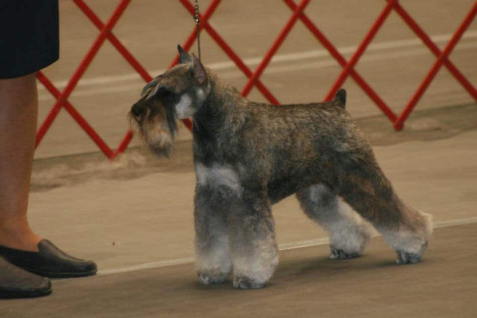Destineez Miniature Schnauzer