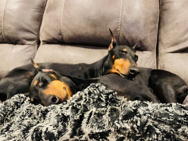 Standard Manchester Terriers sleeping on a sofa