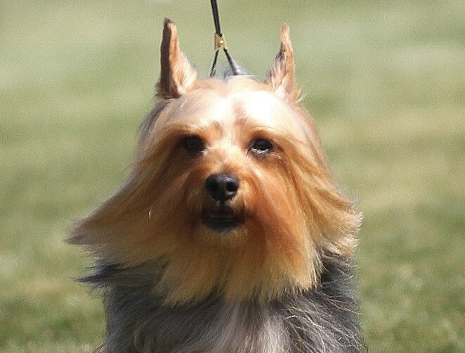 Low Entry Breed