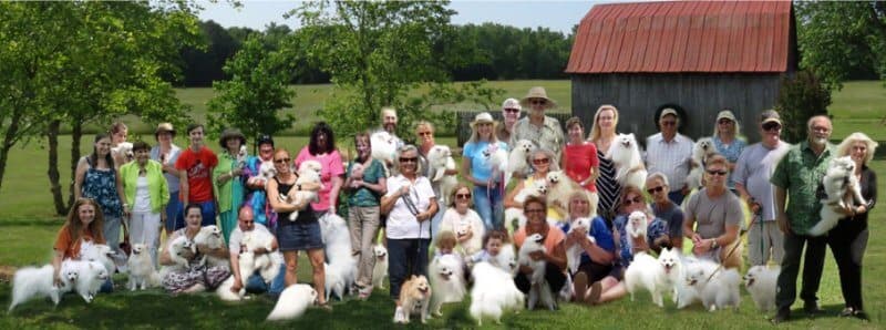 Volpino italiano club of america group photo