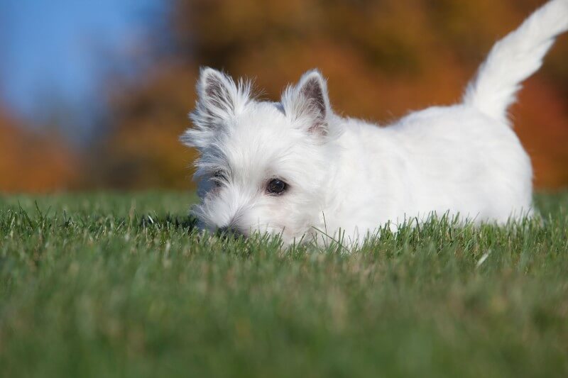 West Highland White Terrier