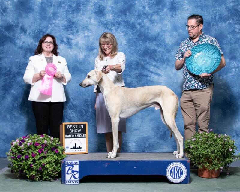 Owner Handler Daniela Bruhwiler at Windy City 2022 Einas Hound Specialty Best in Show NOHS