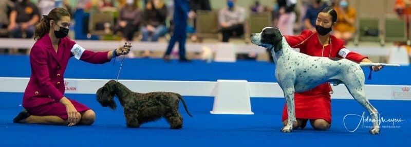 Zena Cummard and her Cesky Terrier in the dog show ring