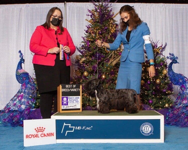 Zena Cummard Cesky Terrier