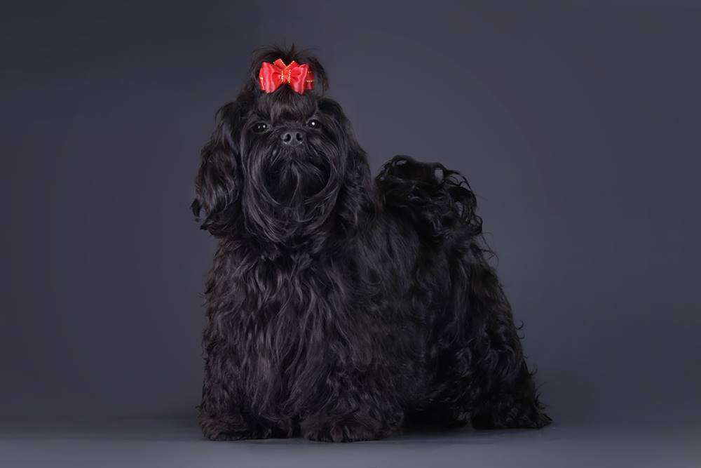 black Russian Tsvetnaya Bolonka