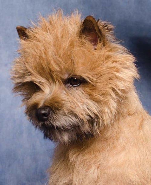 Cairn Terrier's head
