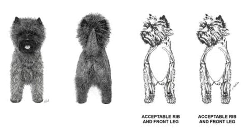 Illustration of Cairn Terrier's legs