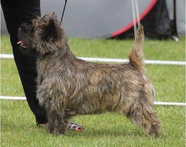 side photo of a dog