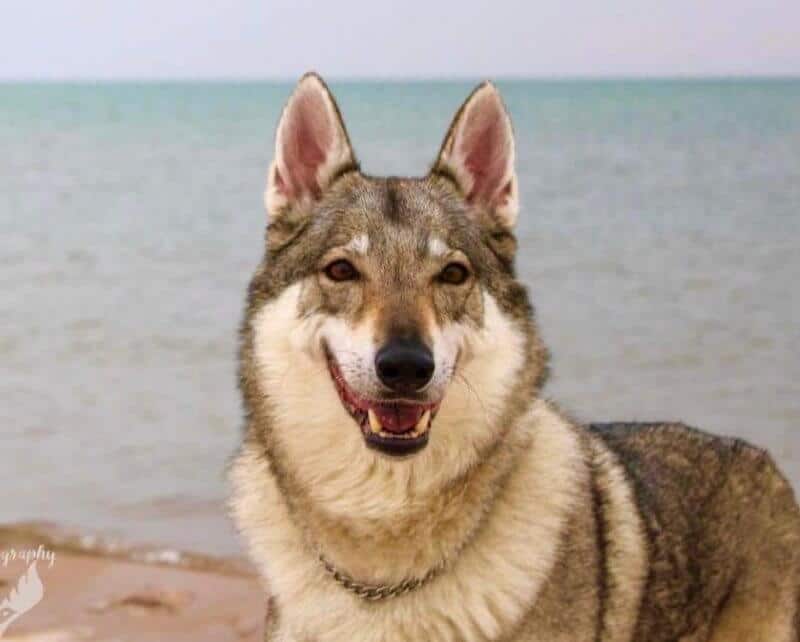 Czechoslovakian Vlcak head photo