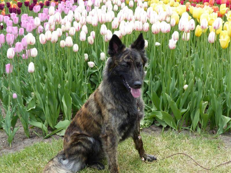 Longhaired Adult Dutch Shepherd