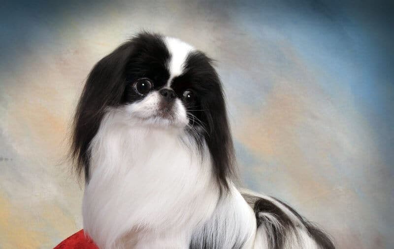Japanese chin head photo