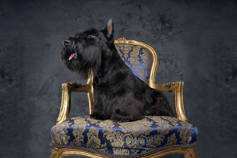 Scottish Terrier - Kathi Brown