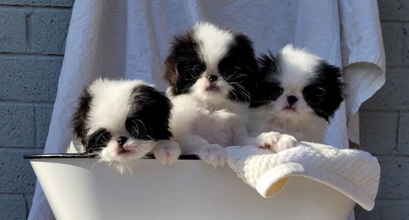 Japanese Chin Health