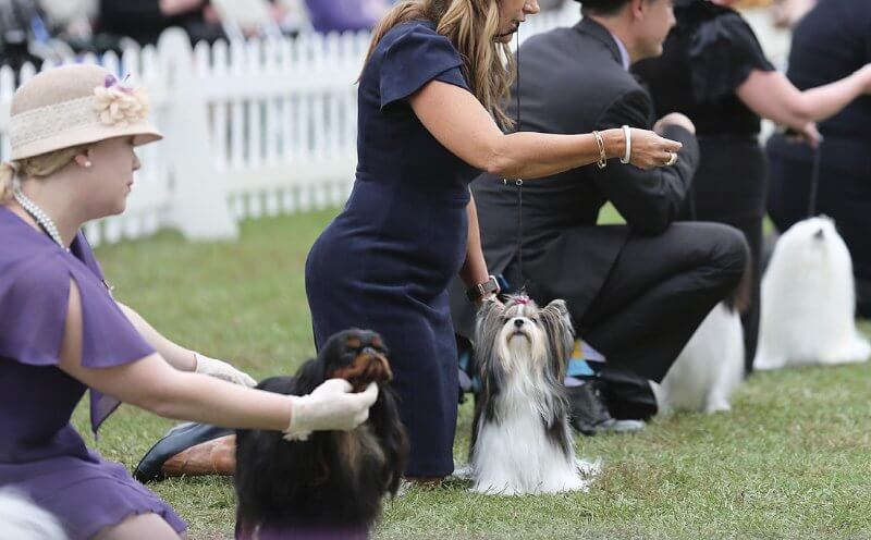 dog sports - Conformation dog show