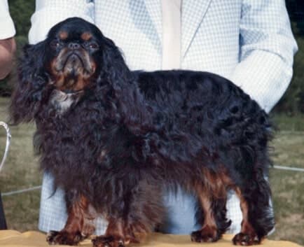 Ch. Dreamridge Daphne of Kings Court – bred by Chris Thaxton, owned by Tom O’Neal, and shown by Ron Fabis. First bitch to go BISS at the National.
