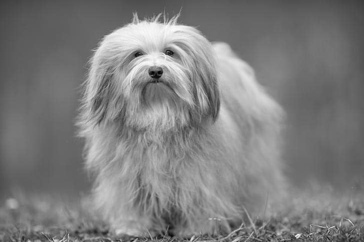 black and white photo of a dog