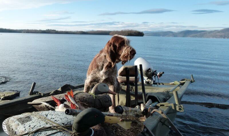 Spinone italiano sitting in a boat on a lake