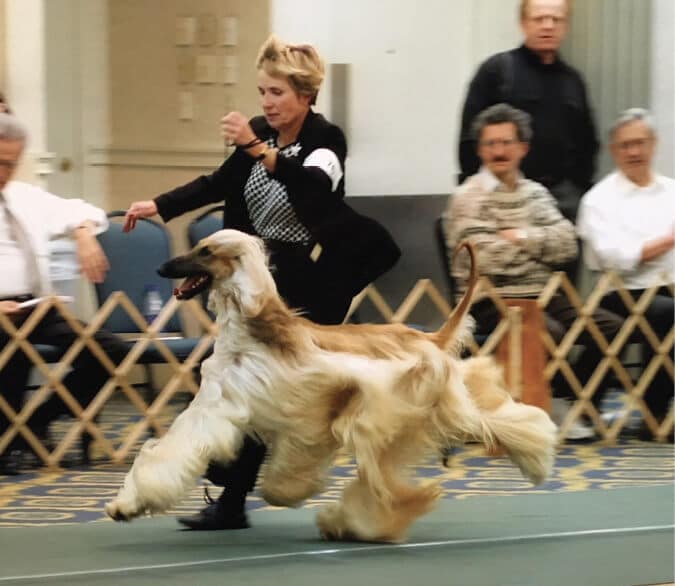 Multi BIS & SBIS AM & CAN CH Stormhill’s Silver Star, “Silver”