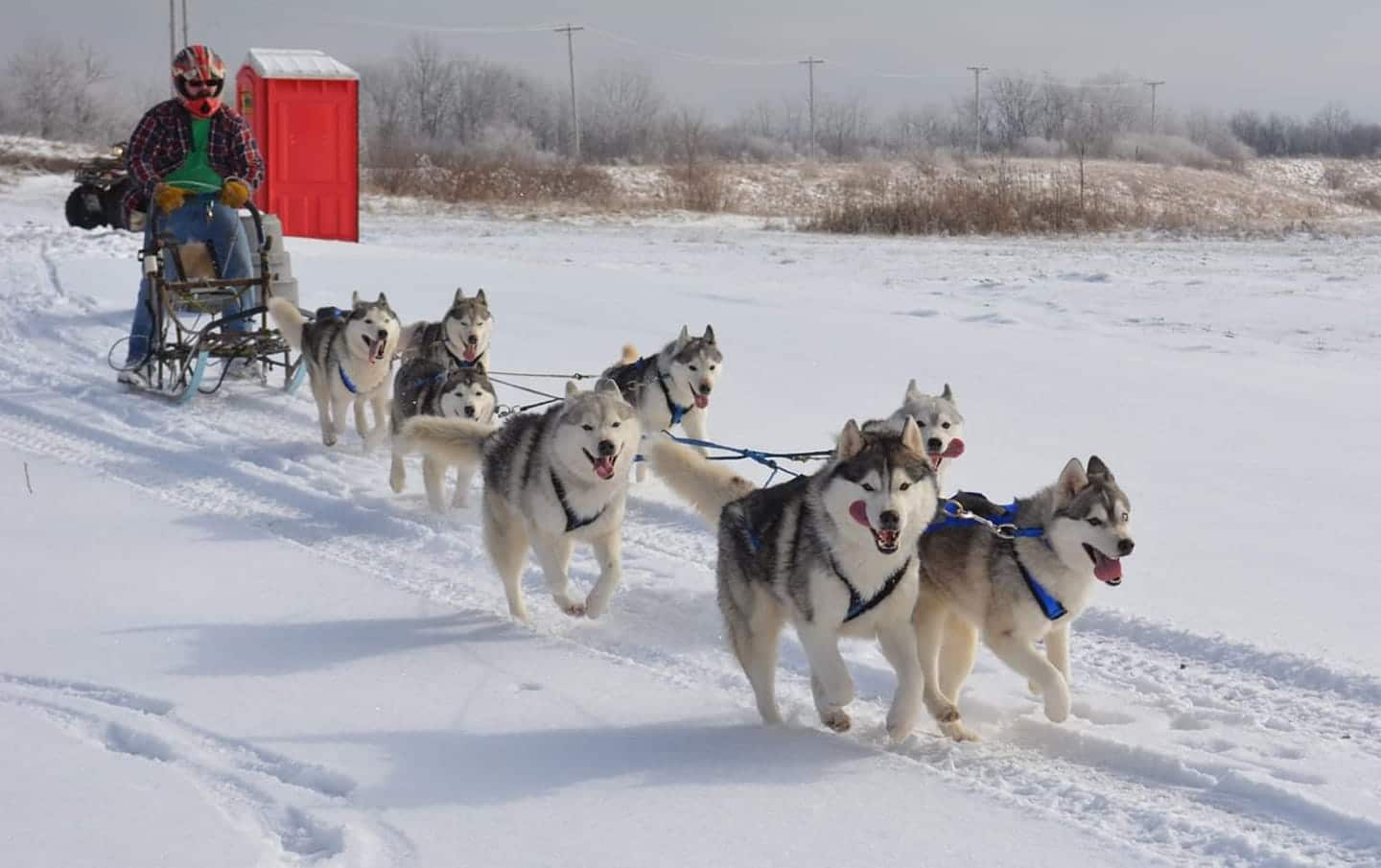 Mushing: Man sledding with his Siberian Huskies