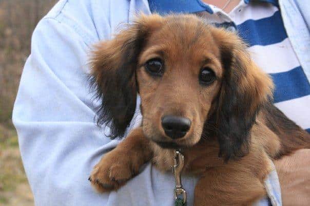 Dachshund puppy