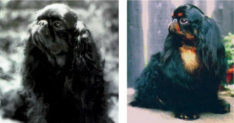 Left: Ch. Harco’s Towncrier – (sire of the Dear Charles) bred by Harvey Cookman and owned by Sue Jackson. 1971 ETSCA BOB winner from the Veteran Class. Multi-Group winner, including a Group placement at Westminter KC. - Right: Ch. Surucas Shadow in the Night ROM – bred and owned by Sue Jackson. Multi Group winner and BIS specialty winner. A top solid color stud dog.