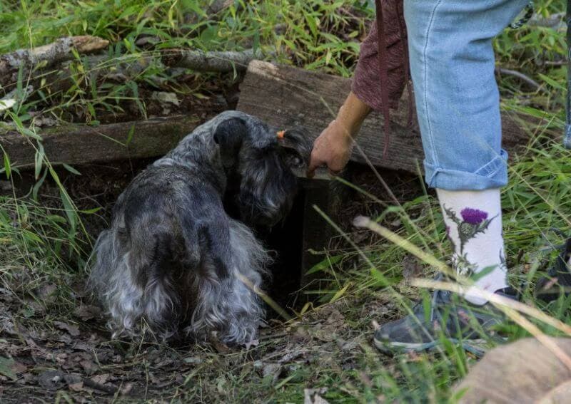True to her heritage, Anna takes on the challenges of Novice Earthdog. She did well at the 2022 National Earthdog Test.