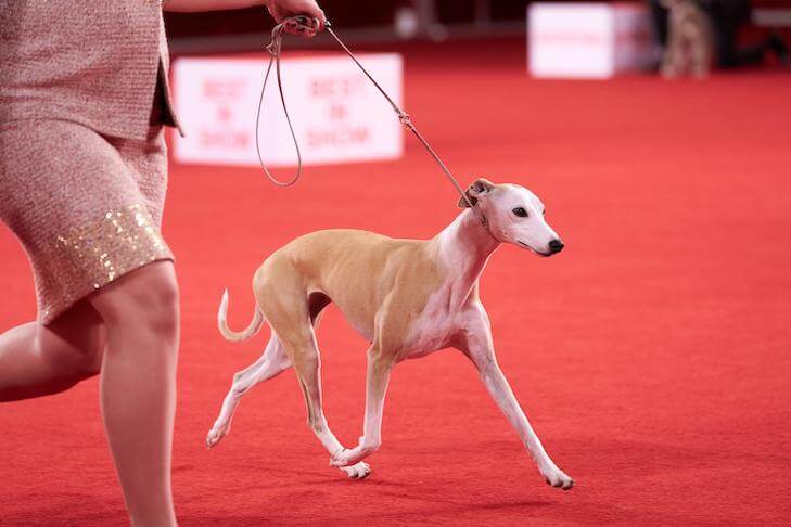 dog and handler at a dog show