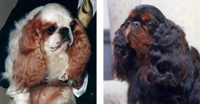 Left: Ch. Dreamridge Dear Jeffery – bred and owned by Tom O’Neal, and shown by Ron Fabis. ETSCA National (first broken color to do so) and BIS awards. - Right: Ch. Dreamridger Dear Charles – bred by Sue Jackson, owned by Tom O’Neal and shown by Ron Fabis. Charlie was the first all-breed BIS dog in the Breed; two of the shows being Santa Barbara and the Chicago International.