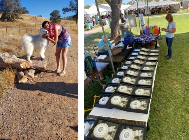combined photo: left: woman hugging her samoyed dog, right: akc accolades at a dog show